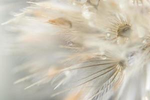 Water drops on wild flowers, blurred background photo