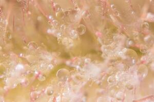 Water drops on wild flowers, blurred background photo