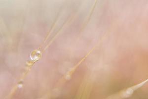 Gotas de agua sobre flores silvestres, fondo borroso foto