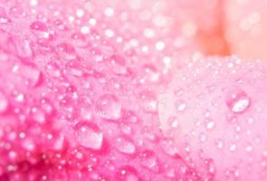 Water drops on rose petals photo