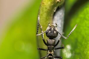 Ant on a plant photo