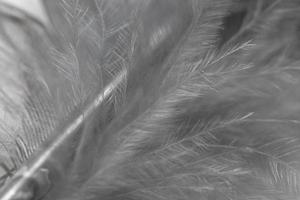 Feather macro background photo