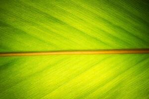 Green leaf pattern photo