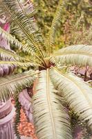 Fern in sunlight photo