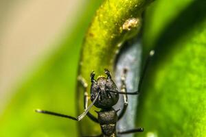 Ant on a plant photo