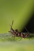 Brown Ants on a leaf photo