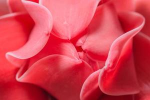 Pink flower petals close-up photo