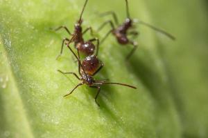 Brown Ants on a leaf photo
