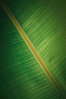 Close-up of a banana leaf photo