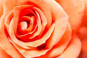 Orange rose background photo