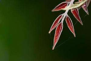 Red leaves on green background photo