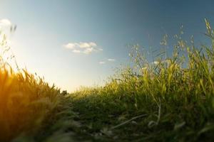 Green field at sunrise photo