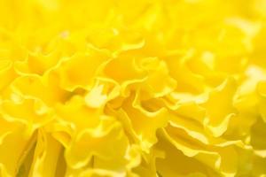 Yellow marigold flower background photo