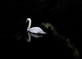 cisne blanco de alto contraste en el cuerpo de agua foto