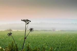 Field at sunset photo