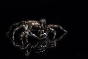 Spider on Black Mirror photo