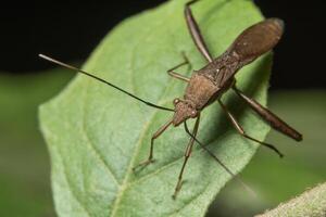 Hemiptera Leaf on a leaf photo