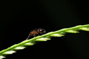 Ant on the grass photo