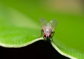 Fly on green leaf photo