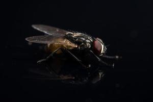 Diptera fly close-up photo