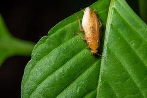 German roach on a leaf photo