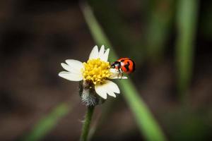 mariquita en una flor foto