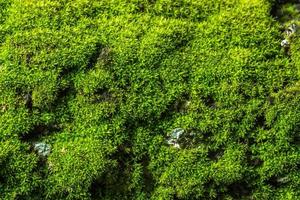 Green moss background photo