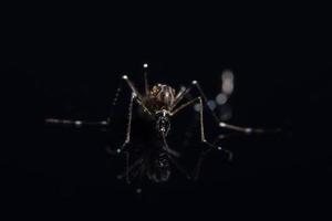 Mosquito on Black Mirror