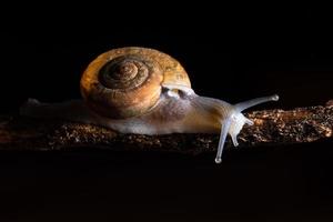 Snails on a branch photo