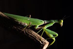 mantis verde en una rama foto