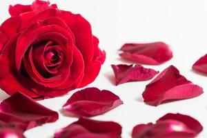 Red rose on white background photo