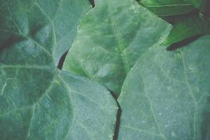 Green leaf background photo