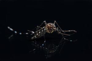 mosquito en espejo negro foto