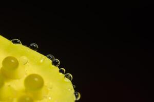 Water droplets on a yellow plant photo