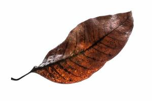 Dry leaf on white background photo