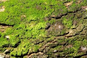 Moss on a bark photo