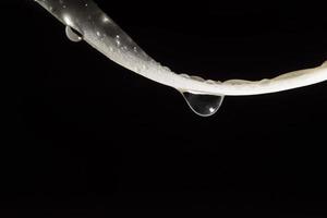 Gotas de agua sobre el polen de loto sobre fondo negro foto