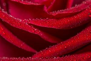 Water drops on the rose photo