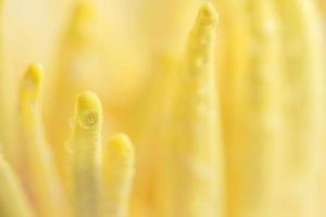 Water drops on yellow lotus pollen, close-up