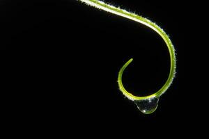 Drops of water on a plant photo