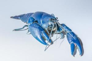 Crayfish blue Cherax Destructor on white background photo