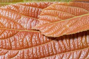 Brown leaf background photo