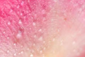 Water droplets on the petals of a pink rose photo