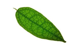 Leaf on white background photo