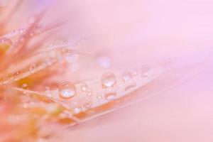 Water drops on pink flower petals photo