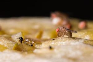 mosca de la fruta o Drosophila melanogaster foto