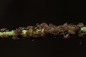 Macro Pea aphids, scientific name Aphis craccivora Koch photo