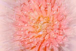 Water drops on pink flower petals photo