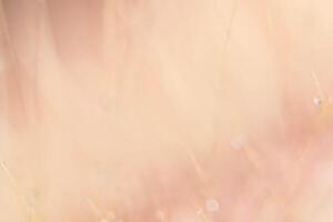 Water drops on wild flowers, blurred background photo