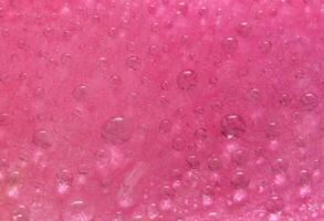 gotas de agua en los pétalos de una rosa rosa foto